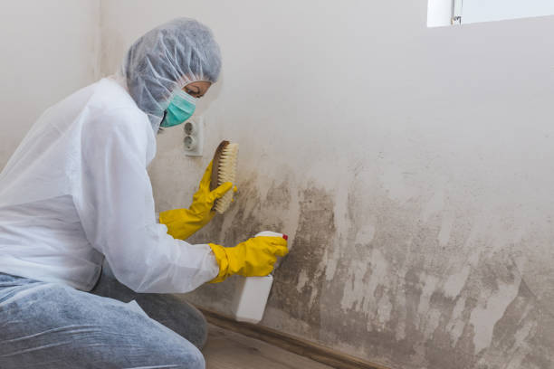 Best Mold Removal for HVAC Installations  in Marfa, TX